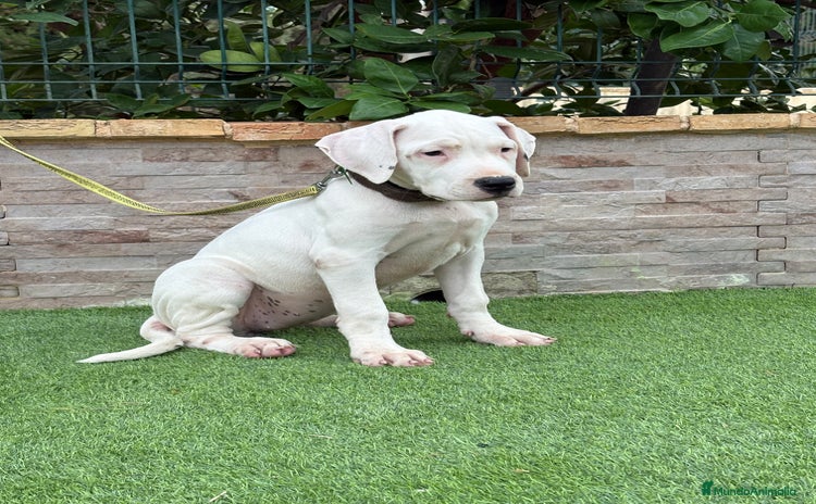 Dogo Argentino perros - Anuncio 1