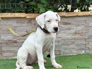 Dogo Argentino perros - Anuncio 2