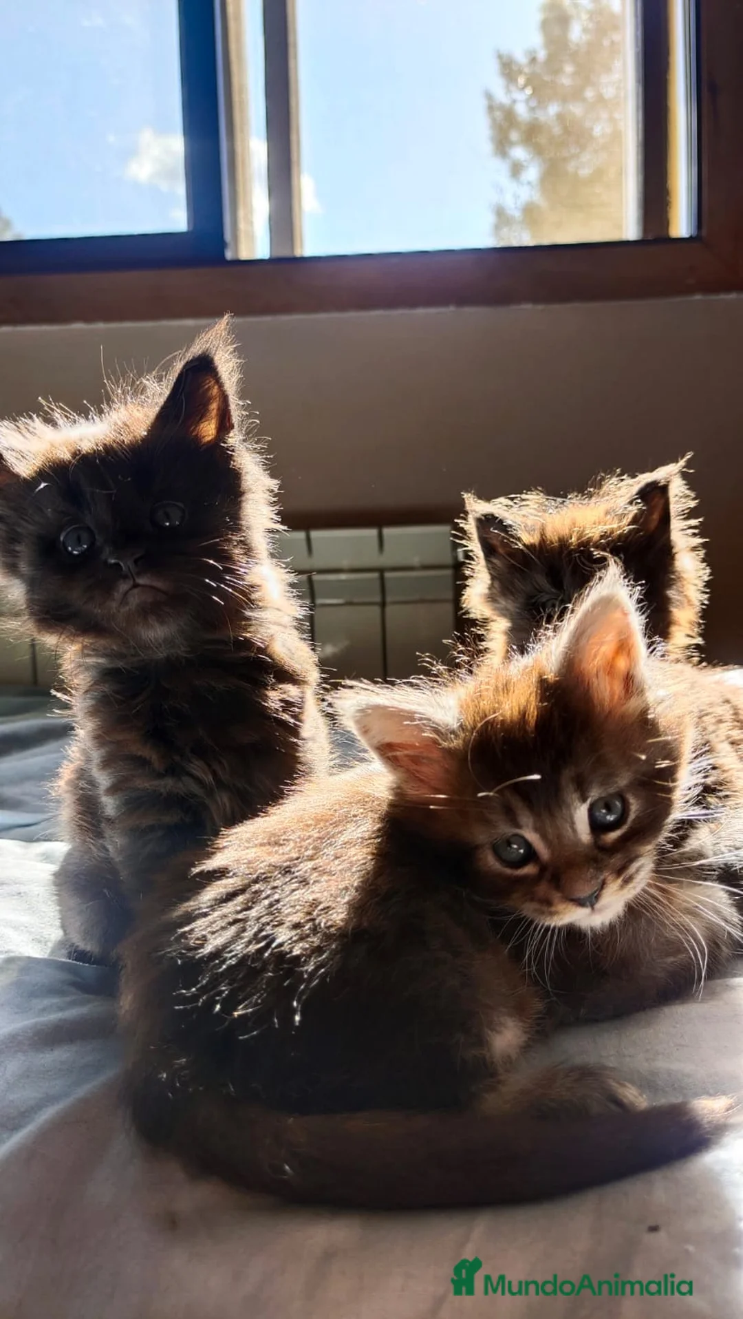Maine Coon gatos en venta: Juguetones Mainecoon negros y tabby en Madrid - Anuncio 6