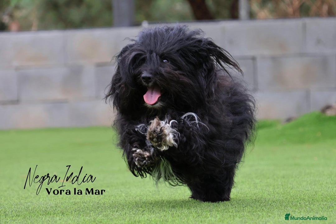 Bichón Habanero perros en venta: Camada de los Reyes Magos - Anuncio 7