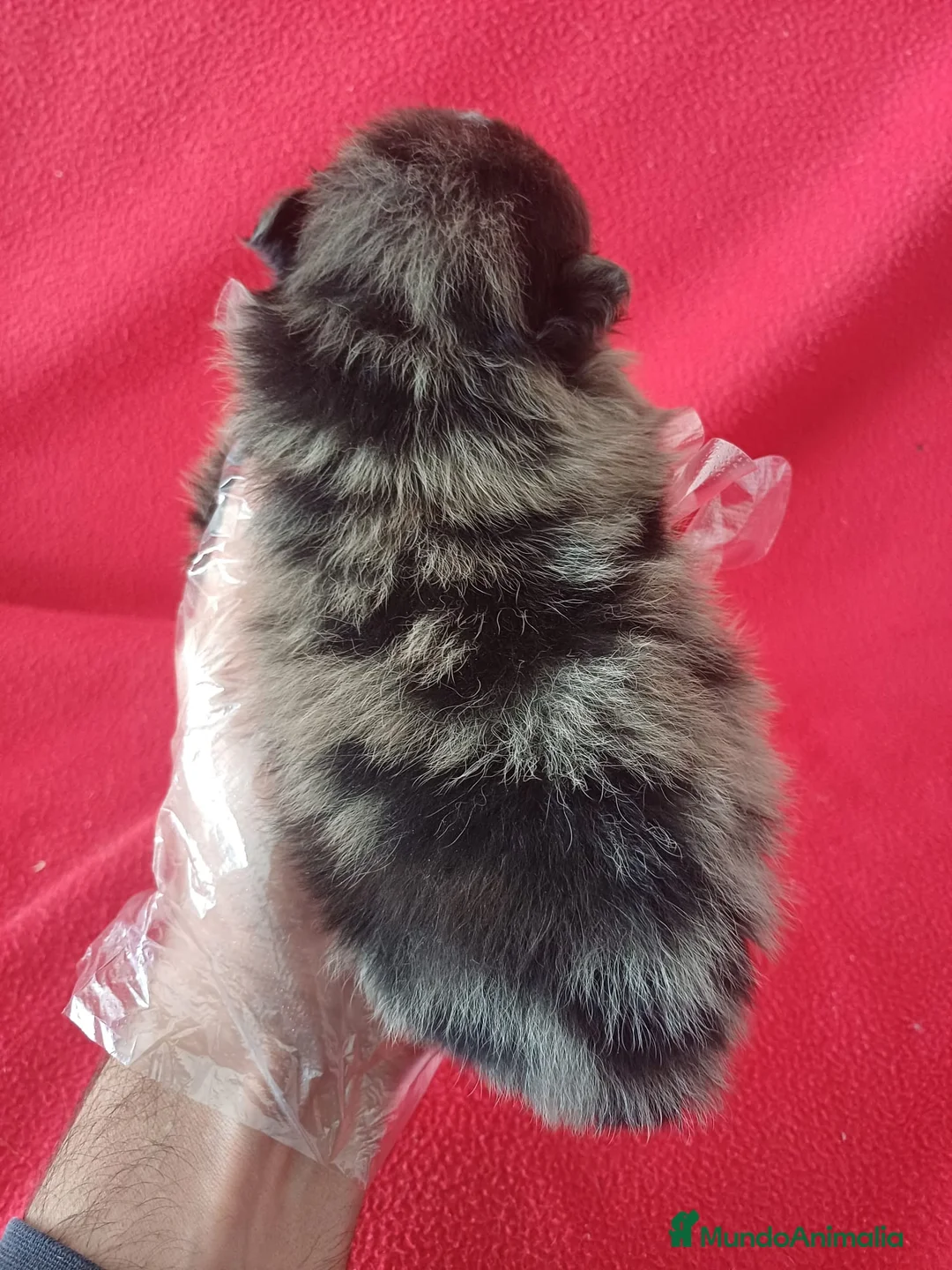 Pomerania perros en venta: Pomerania Mini Arlequin  - Anuncio 3