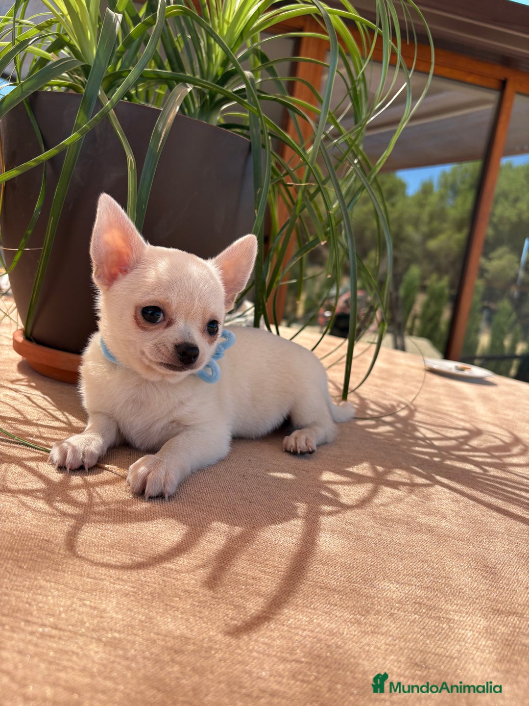 Chihuahua perros en venta: Chihuahua blanco toy - Anuncio 3