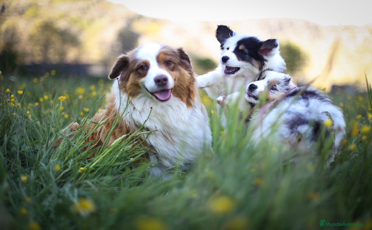 Pastor Australiano perros Cachorros de Pastor Australiano - Anuncio 2