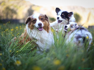Pastor Australiano perros Cachorros de Pastor Australiano - Anuncio 2