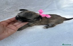 Chihuahua perros en venta: Chihuahuas Diminutos - Imagen 3