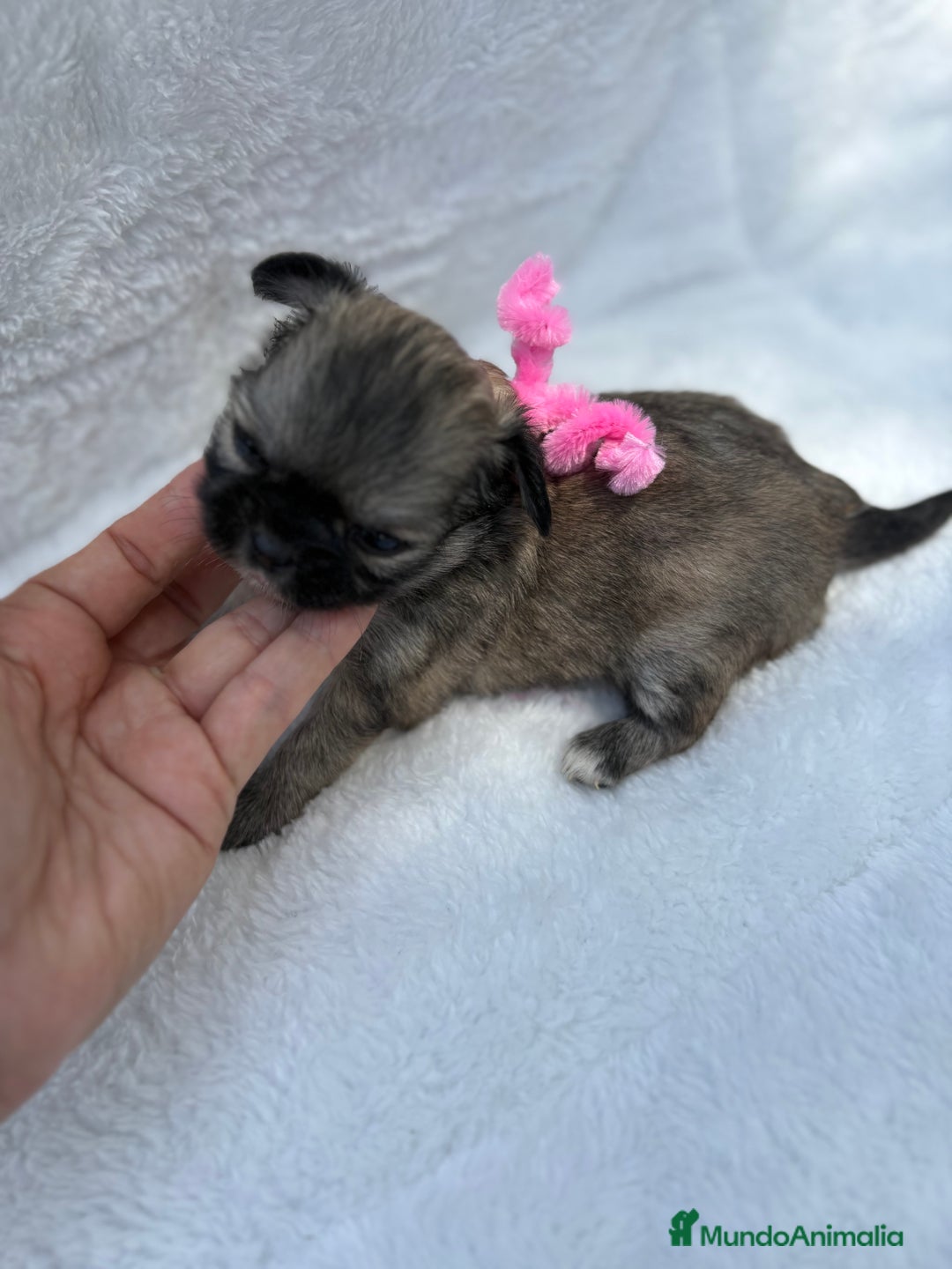 Chihuahua perros en venta: Chihuahuas Diminutos - Imagen 3