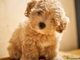 Maltipoo perros en Badajoz - Anuncio 1