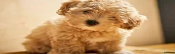 Maltipoo perros en venta: Maltipoo  en Badajoz - Anuncio 1