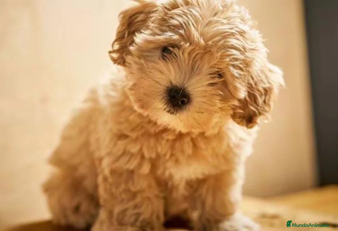 Maltipoo perros en venta: Maltipoo  en Badajoz - Anuncio 1