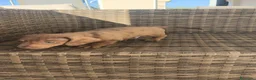 Teckel Miniatura perros en venta: Teckel Mini Arlequín macho ojos claros - Anuncio 7