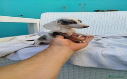 Teckel Miniatura perros en venta: Teckel mini  - Imagen 1