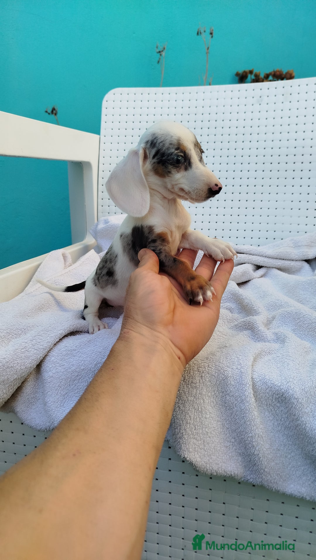 Teckel Miniatura perros en venta: Teckel mini  - Imagen 1