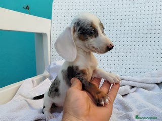 Teckel Miniatura perros - Anuncio 17