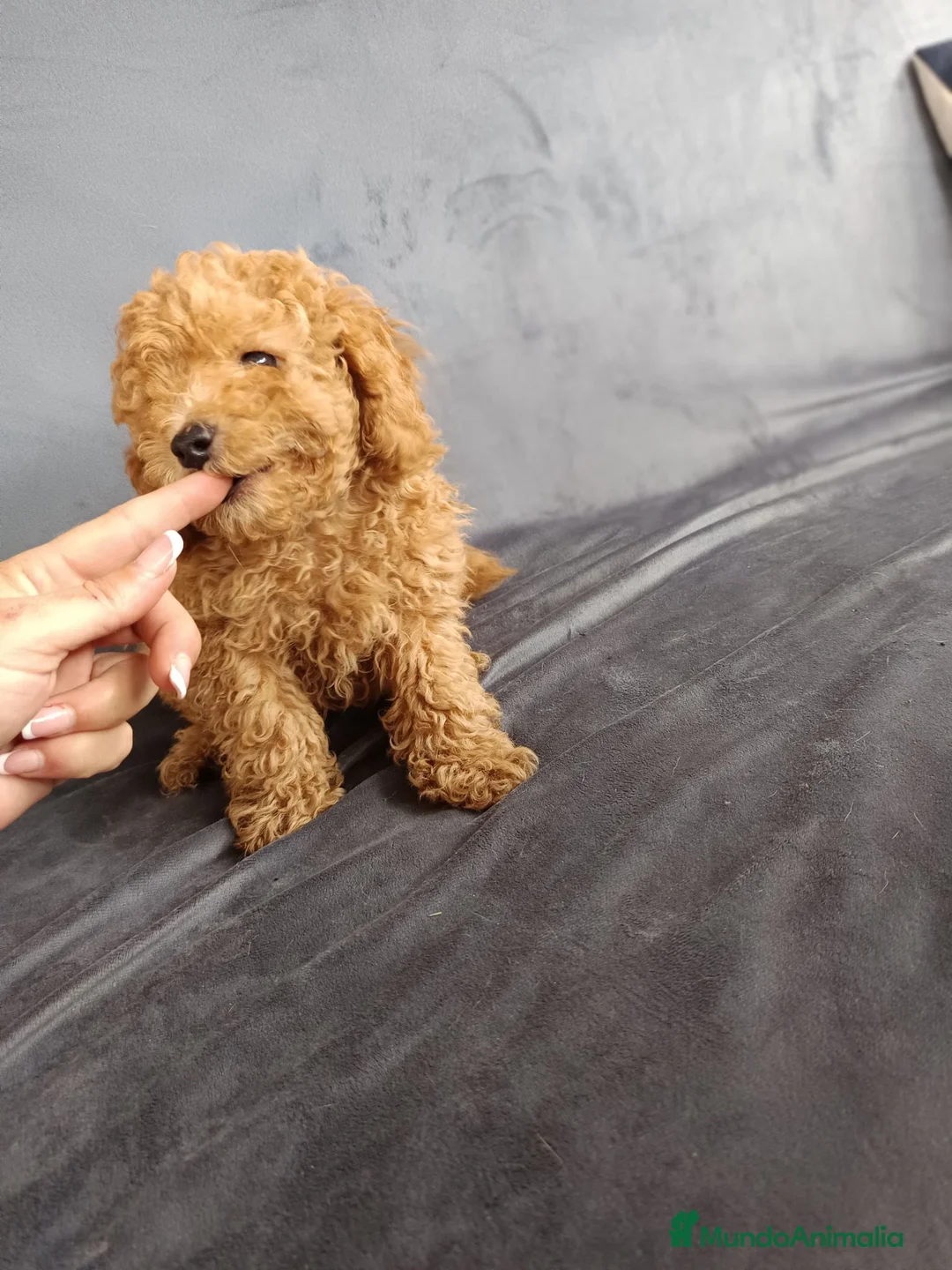 Caniche Toy perros en venta: Caniche toy rojo - Anuncio 2