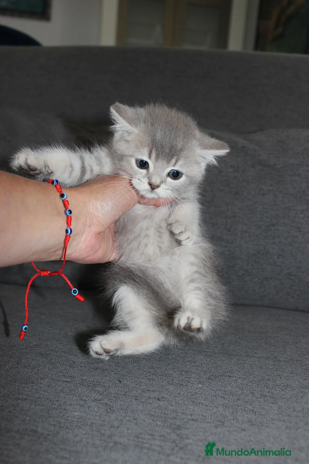 Británico de Pelo Corto gatos en venta: Adorable macho British tabby lillac en Madrid - Anuncio 6