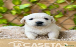 Golden Retriever perros en venta: Camada de Sonia  - Imagen 2