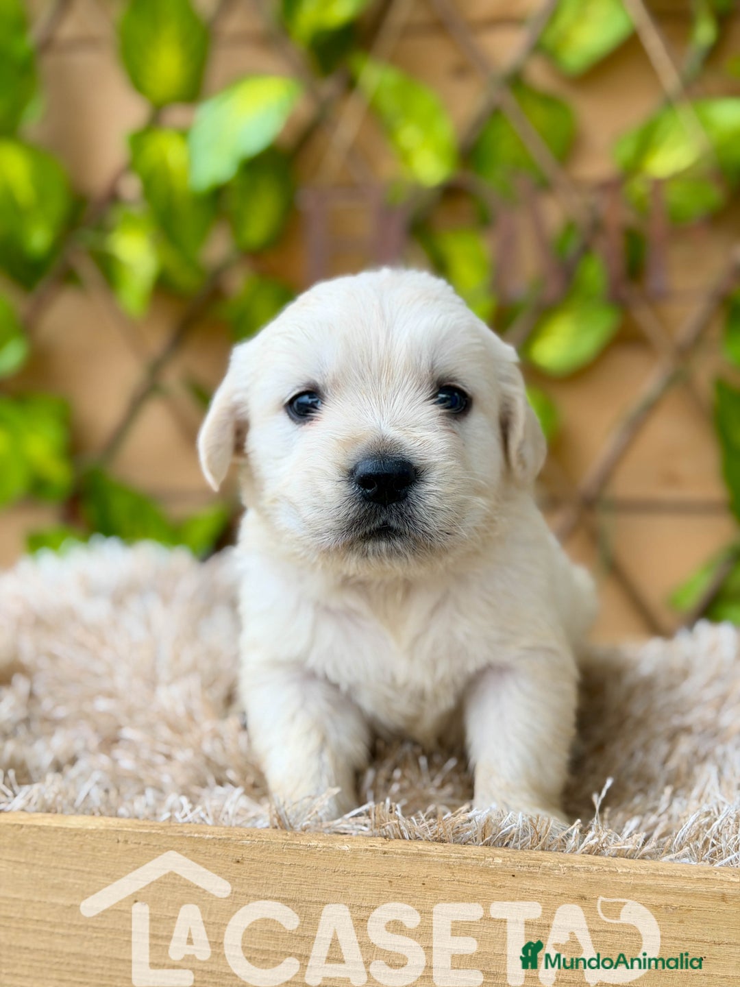 Golden Retriever perros en venta: Camada de Sonia  - Imagen 2