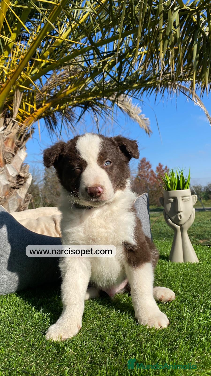 Border Collie perros CRIADERO DE BORDER COLLIE CHOCOLATE - Anuncio 16