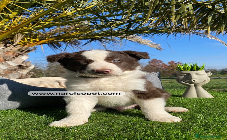 Border Collie perros - Anuncio 4