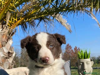 Border Collie perros CRIADERO DE BORDER COLLIE CHOCOLATE - Anuncio 20