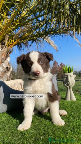 Border Collie perros CRIADERO DE BORDER COLLIE CHOCOLATE - Anuncio 3