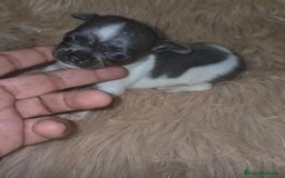 Chihuahua perros en venta: Chihuahuas rusos mini toy  - Imagen 8