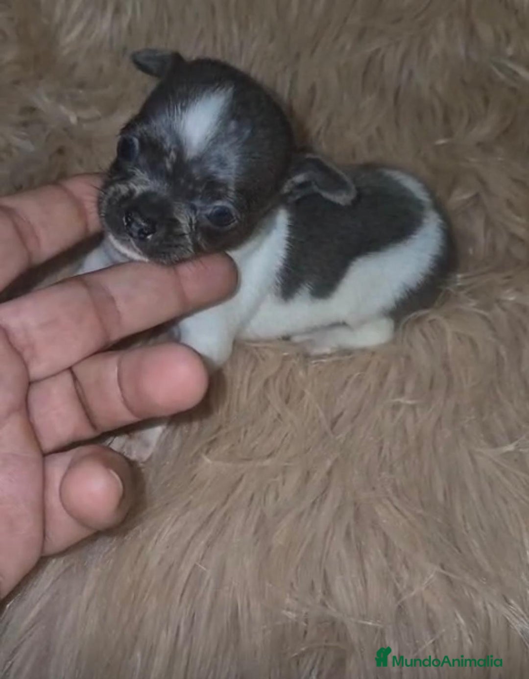 Chihuahua perros en venta: Chihuahuas rusos mini toy  - Imagen 8