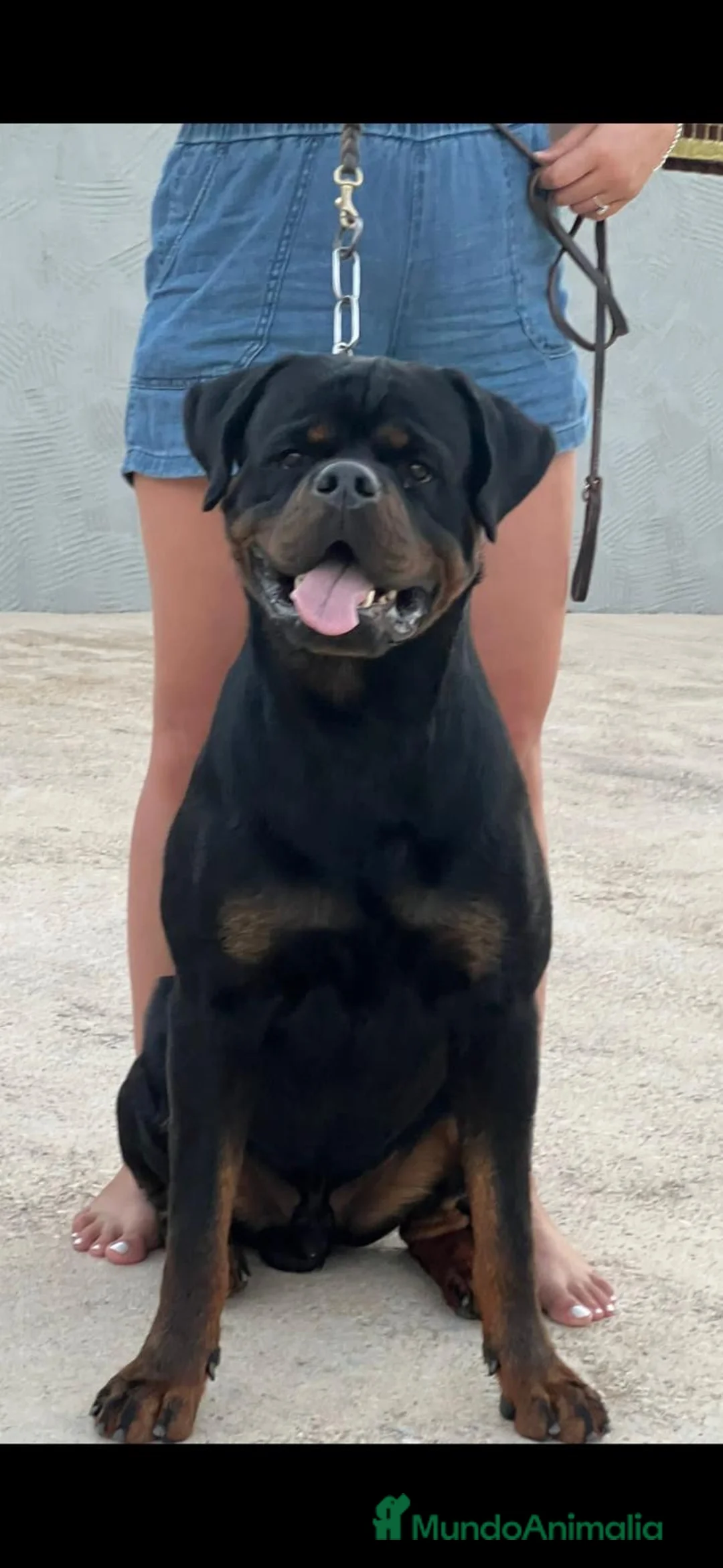Rottweiler perros en venta: Macho de Rotweiler adulto - Anuncio 3