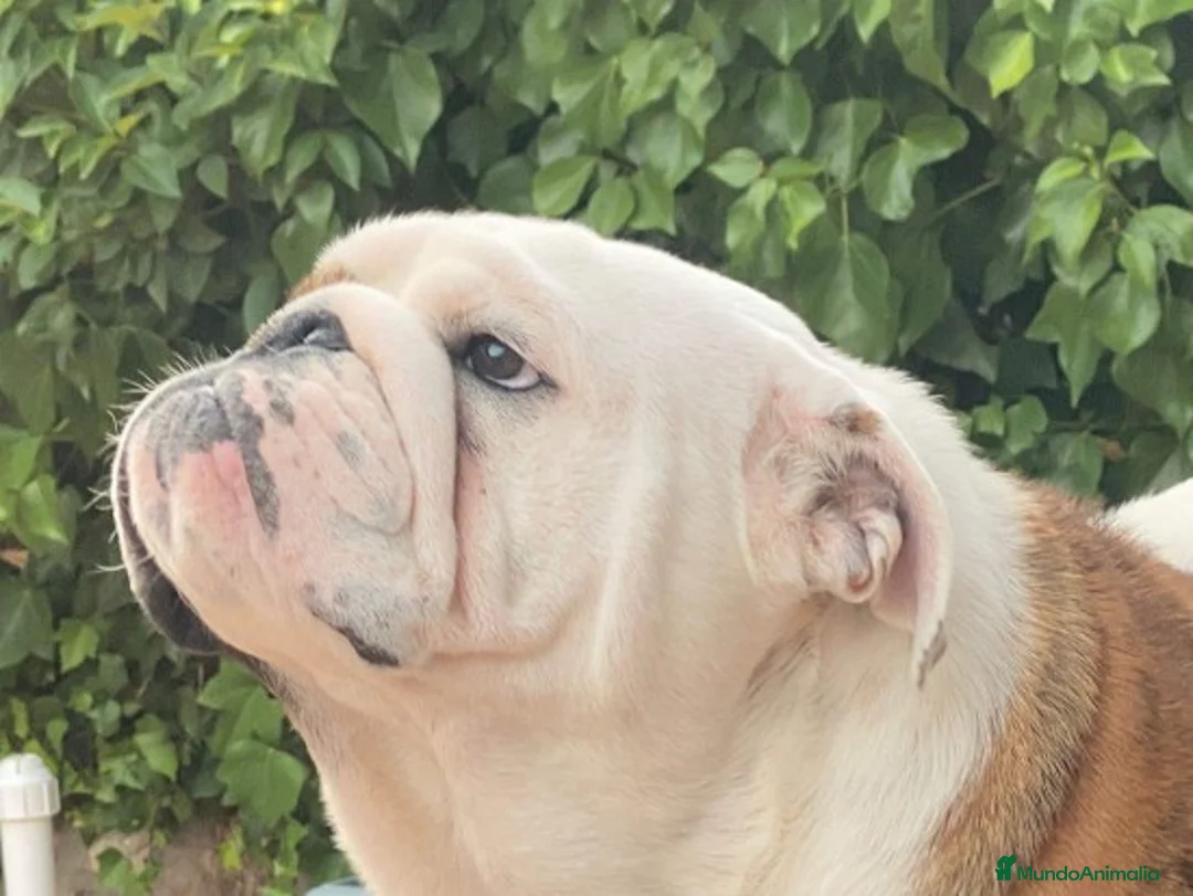 Imagen de galería {{count}}