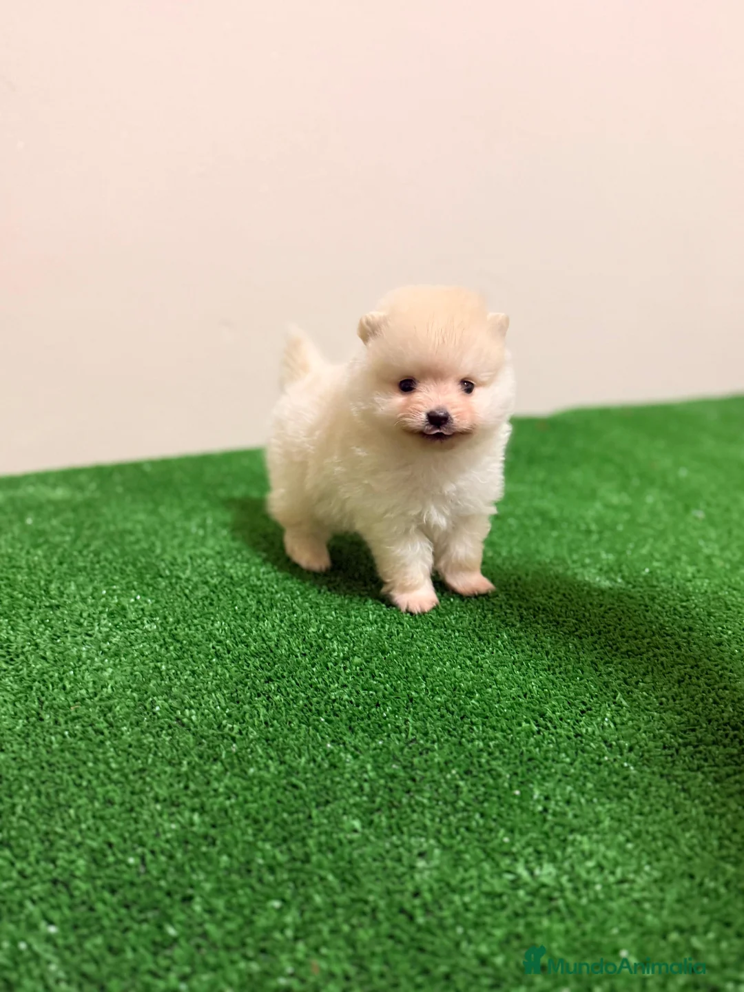Pomerania perros en venta: Lulu de pomerania Toy Machos Ositos  - Anuncio 2
