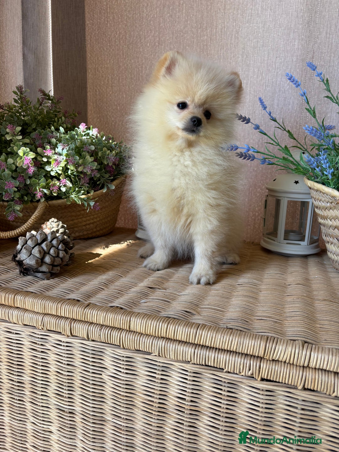 Pomerania perros en venta: Pomerania macho con toda la vacunación y chip. - Imagen 2