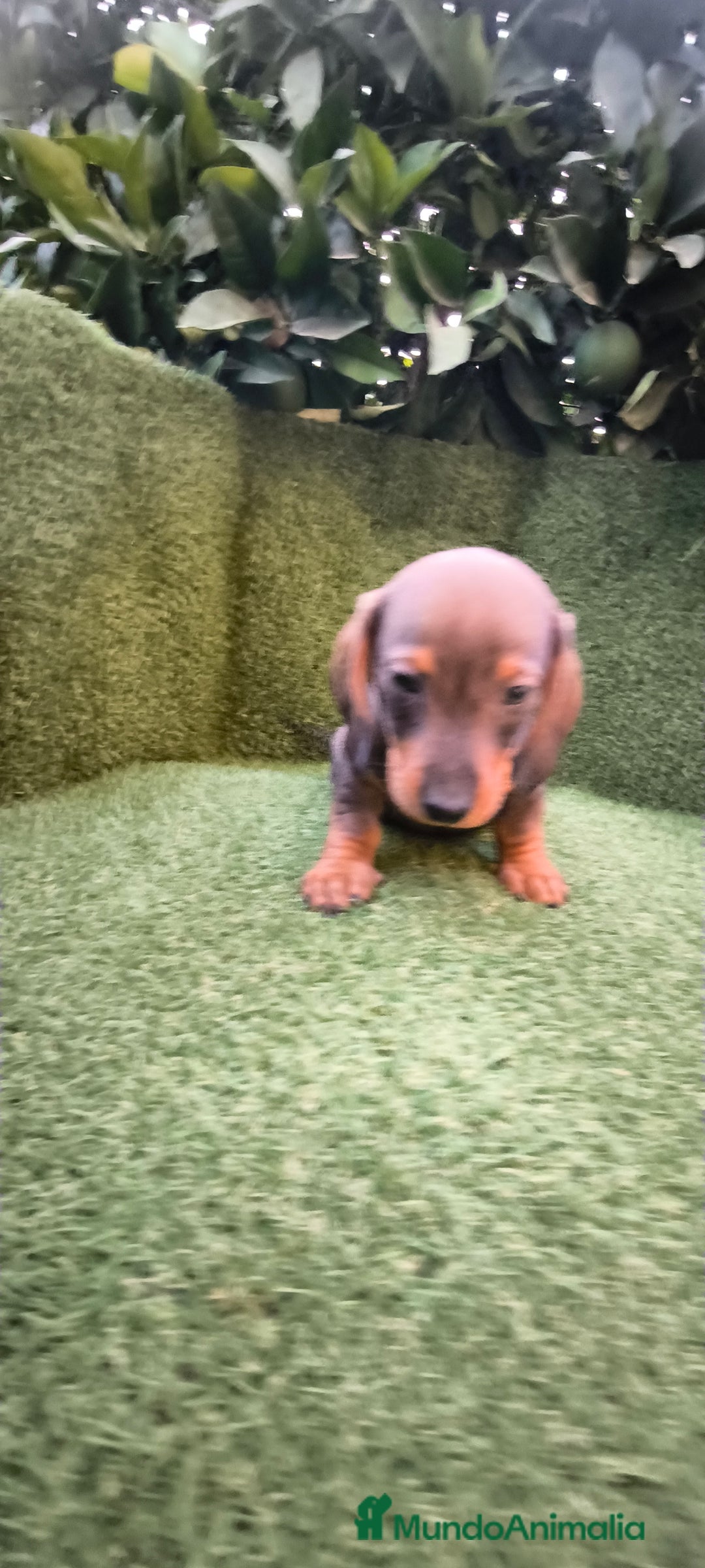 Teckel Miniatura perros en venta:  teckel miniatura  color jabali - Imagen 2