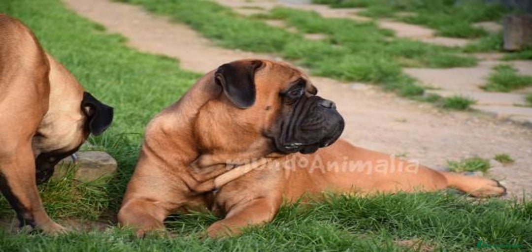 Imagen de galería {{count}}