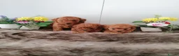 Raza Mixta perros en venta: Preciosa camada de caniches  - Anuncio 2