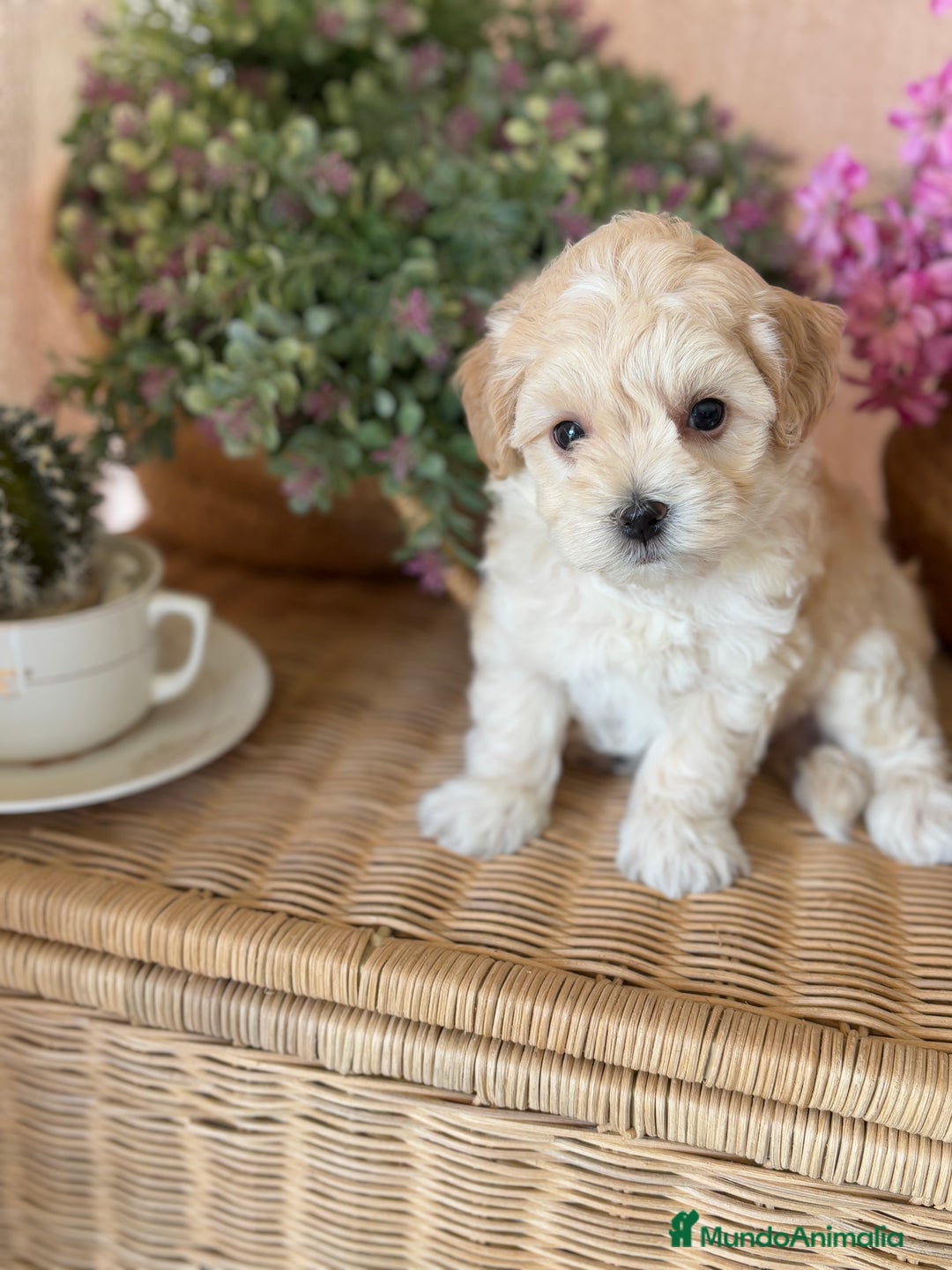 Maltipoo perros en venta: Maltipoo !!!!! - Imagen 2