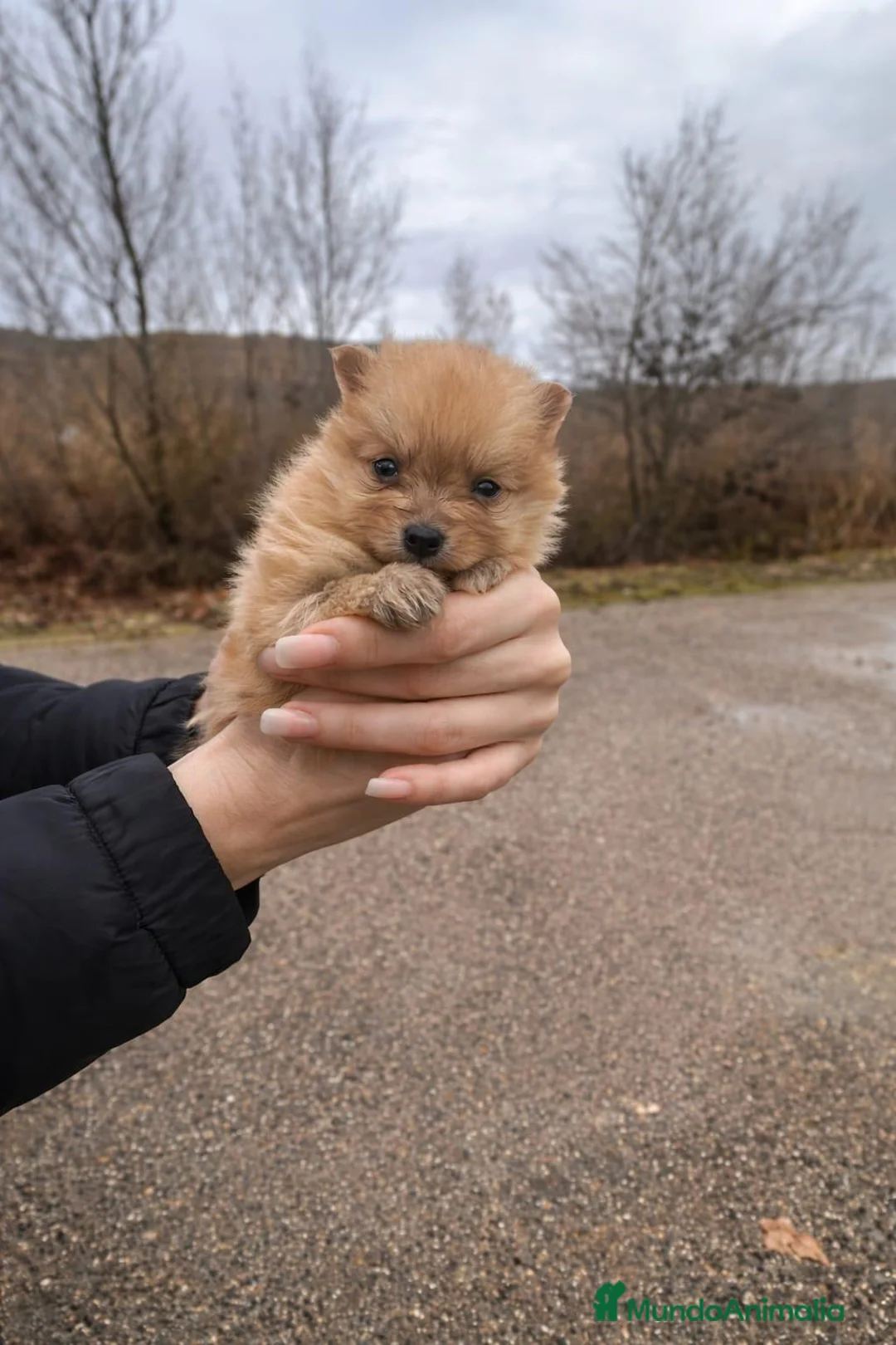 Pomerania perros en venta: Pomerania Rojo — Cara Muñeca 💖 - Anuncio 2
