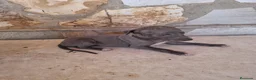 Whippet perros en venta: Cachorros de Whippet - Anuncio 6