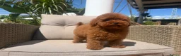 Caniche Toy perros en venta: Caniche toy súper mini - Anuncio 3