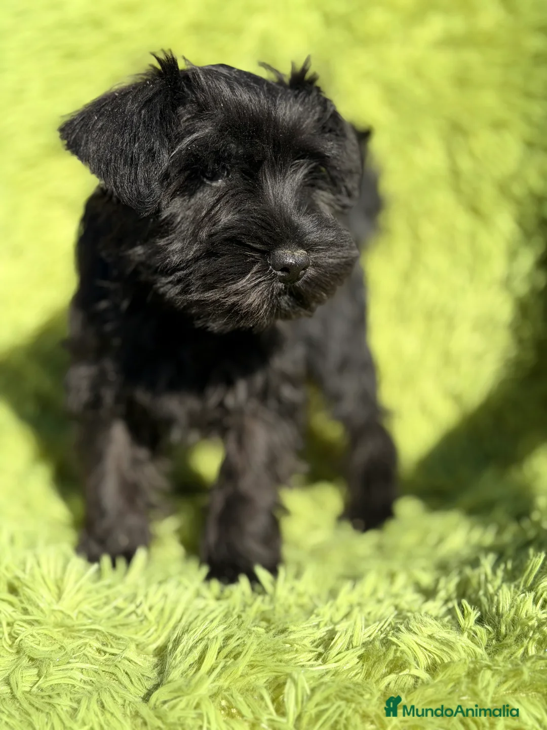 Schnauzer Miniatura perros en venta: Schnauzer miniatura  - Anuncio 2