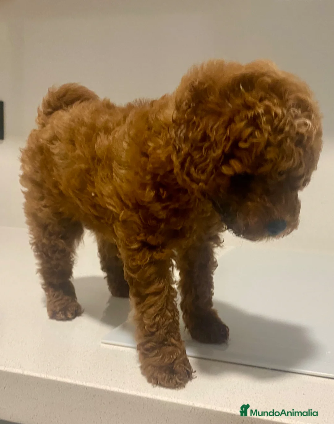 Caniche Enano perros en venta: Camada caniche rojo  - Anuncio 1