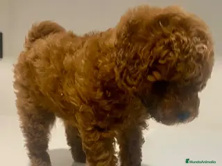 Caniche Enano perros Camada caniche rojo - Anuncio 2