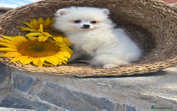 Pomerania perros en venta: Pomerania hembra blanca para entregar - Imagen 4