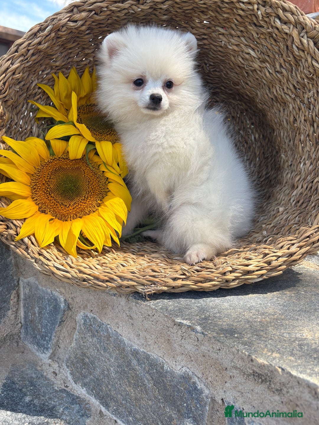 Pomerania perros en venta: Pomerania hembra blanca para entregar - Imagen 4