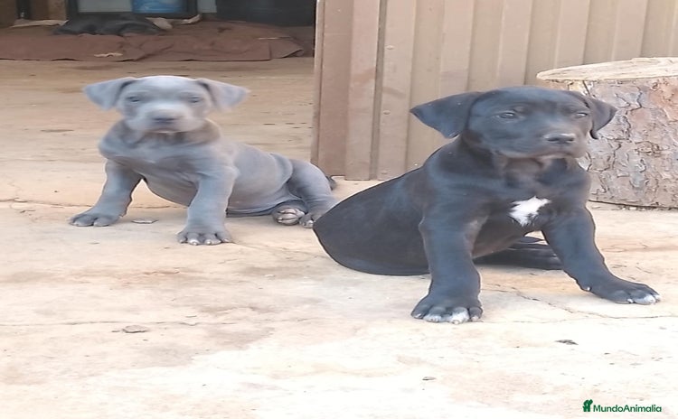 Cane Corso perros - Anuncio 1