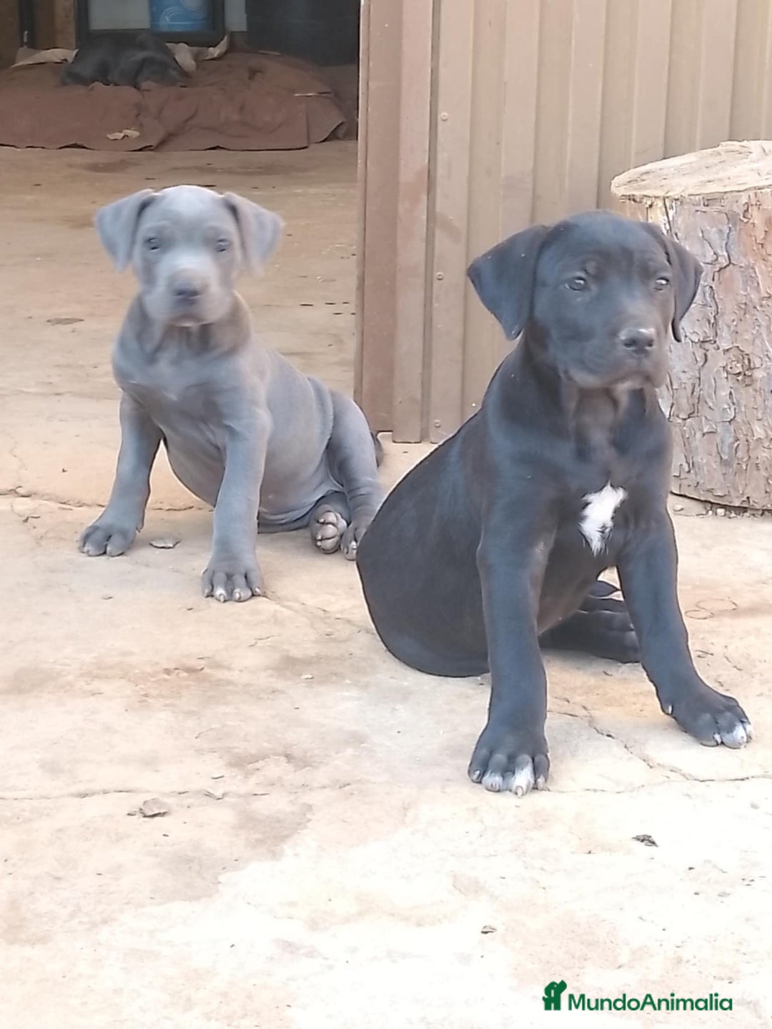 Cane Corso perros en venta: Ultimas 2 hembras de Cane Corso - Imagen 1