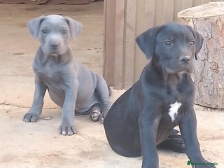 Cane Corso perros - Anuncio 6