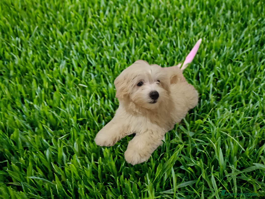Maltipoo perros en venta: OFERTA ESPECIAL PARA MACHITO MALTIPOO - Imagen 5