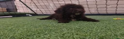 Perro de Agua Español perros en venta: Pda choco en Salamanca - Anuncio 2