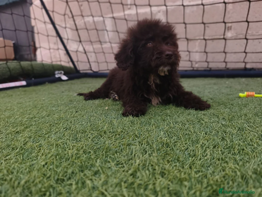 Perro de Agua Español perros en venta: Pda choco en Salamanca - Anuncio 2