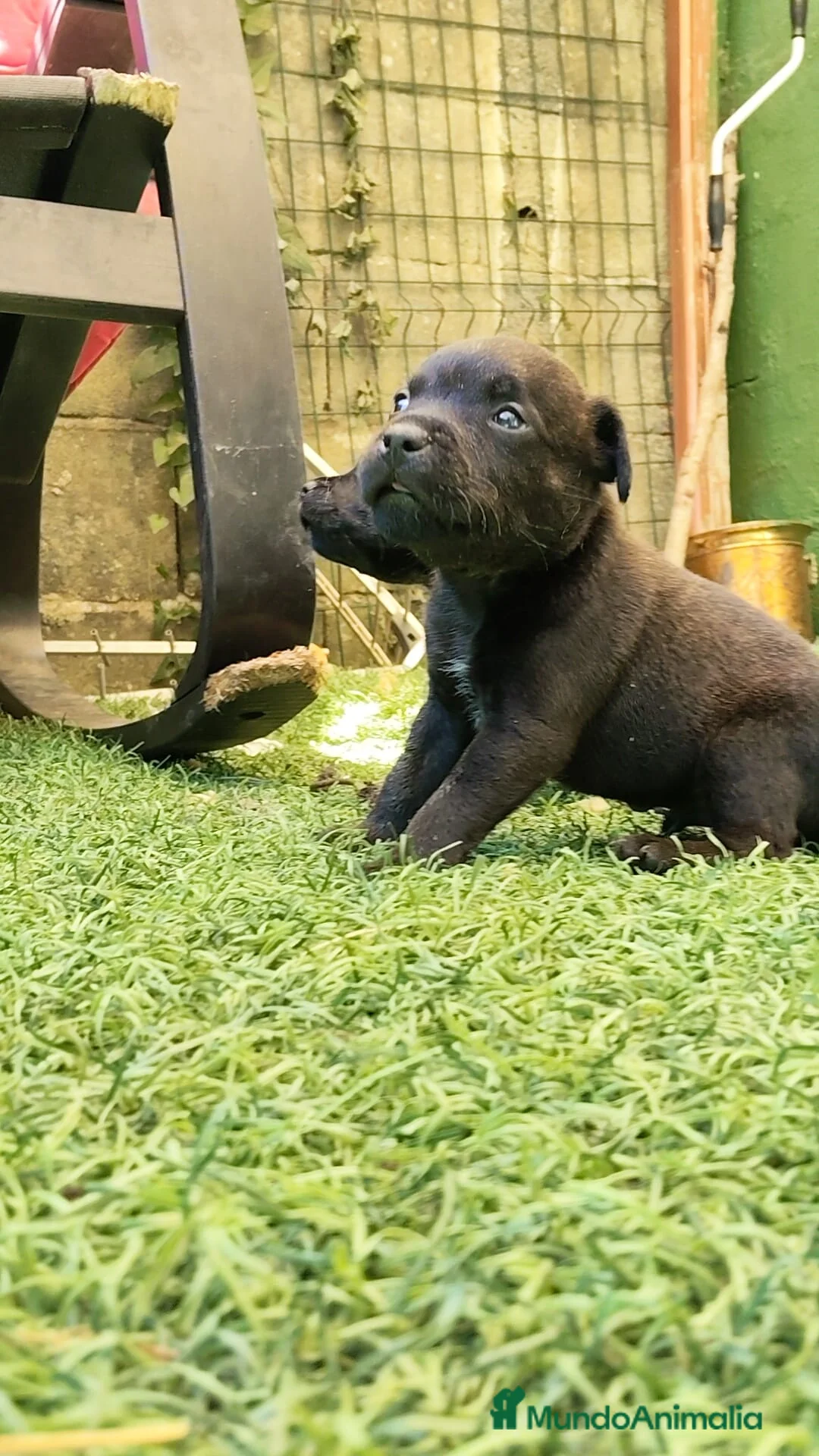 Staffordshire Bull Terrier perros en venta: Staffordshire Bull Terrier cachorros - Anuncio 17